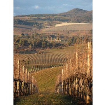 Philip-Shaw-Vineyard